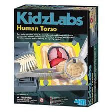 JUEGO 4M KIDZ LABS HUMAN TORSO ANATOMY