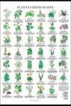 PLANTAS MEDICINALES