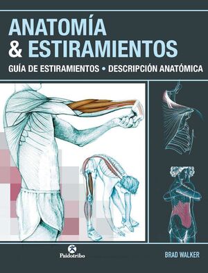 ANATOMÍA & ESTIRAMIENTOS. GUÍA DE ESTIRAMIENTOS. DESCRIPCIÓN ANATÓMICA (COLOR)